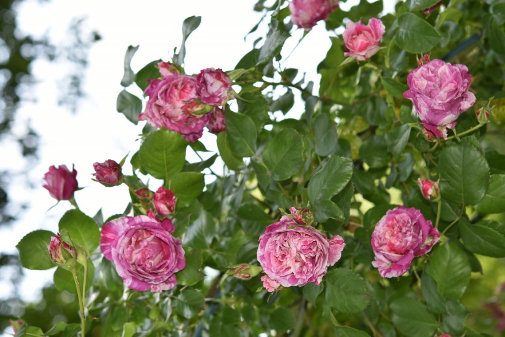 Trandafiri Gianina detalii 023 (FILEminimizer)