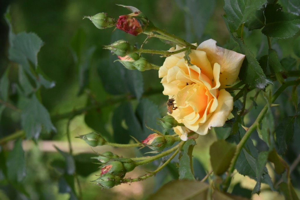 Trandafiri Gianina detalii 144 (FILEminimizer)