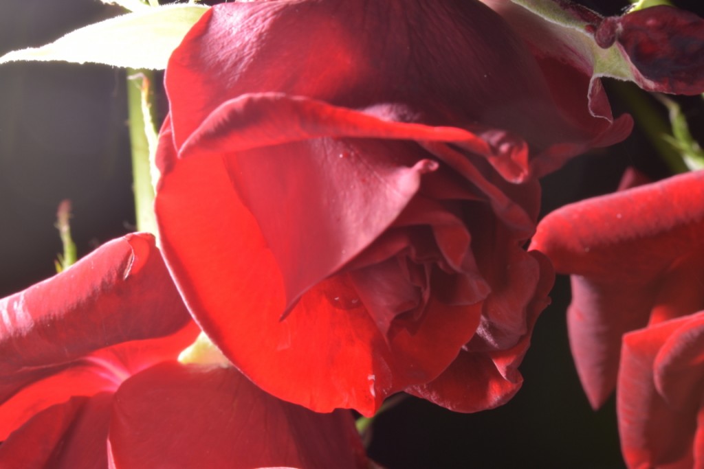 Trandafiri fulgerati (23) (FILEminimizer)